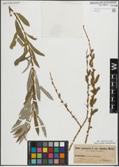 Foto von Salix purpurea L.